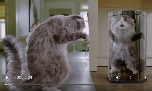 This cat deserves an Oscar